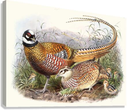 Phasianus Reevesii. 1872 Canvas Print