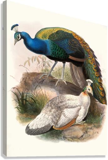 Pavo nigripennis. 1872 Canvas Print