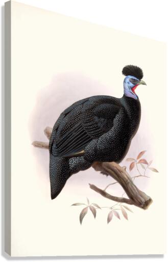 Numida Pucherani. 1872 Canvas Print