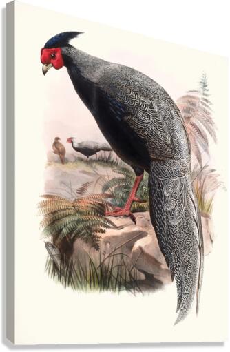 Euplocamus Andersoni. 1872 Canvas Print