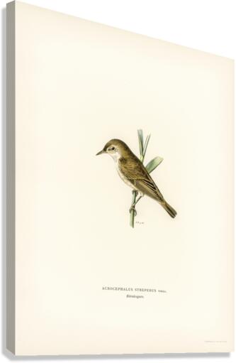 Red warbler Acrocephalus streperus Canvas Print