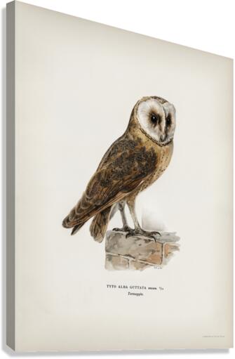 Tyto alba guttata owl Canvas Print