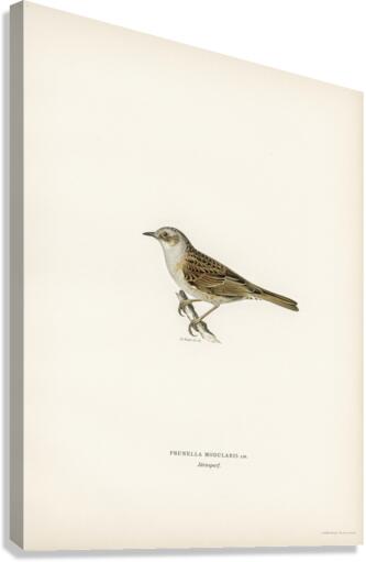 Prunella modularis Canvas Print