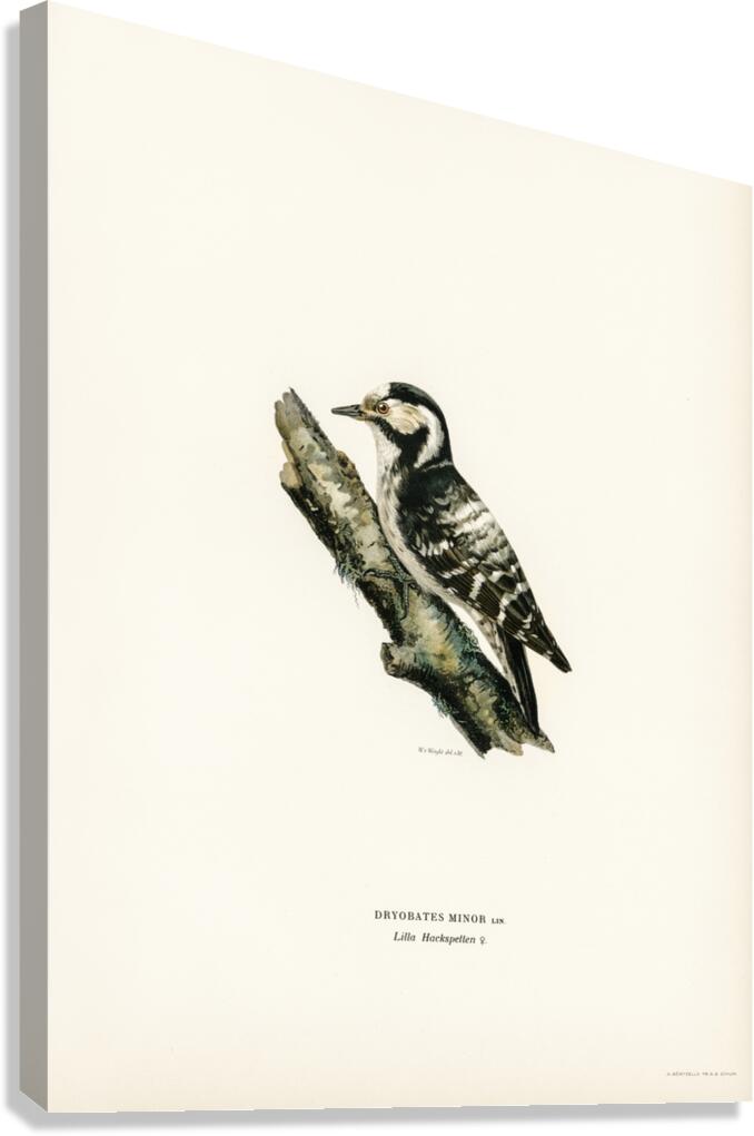 Dryobates minor Canvas Print