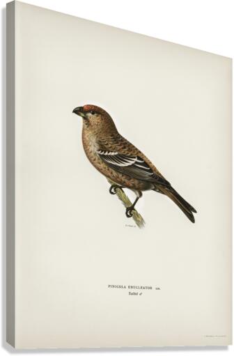 Pine Grosbeak male Pinicola enucleator Canvas Print