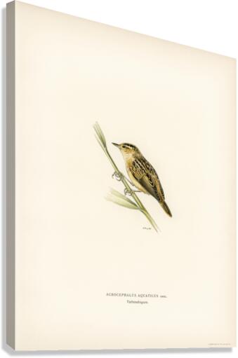 Aquatic warbler Acrocephalus aquaticus Canvas Print