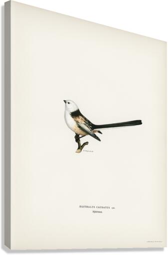 Aegithalus caudatus Long-tailed tit Canvas Print