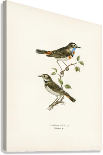 Parrot crossbill Loxia pytyopsittacus Canvas Print