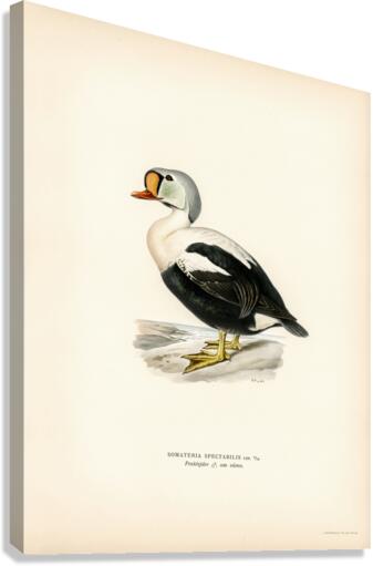 Somateria spectabilis Canvas Print