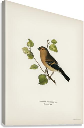 Eurasian Bullfinch Pyrrhula pyrrhula Canvas Print