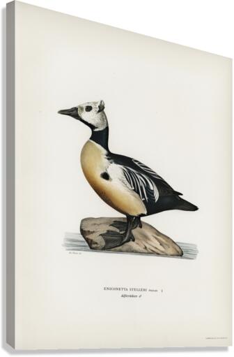 Eniconetta stelleri ♂ Canvas Print