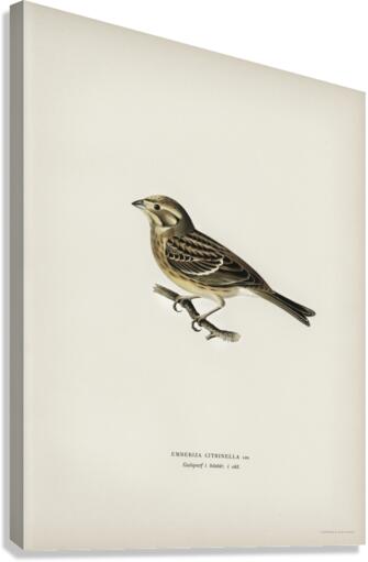 Yellowhammer Emberiza citrinella Canvas Print