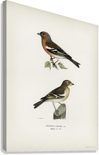 Chaffinch male Fringilla coelebs Canvas Print