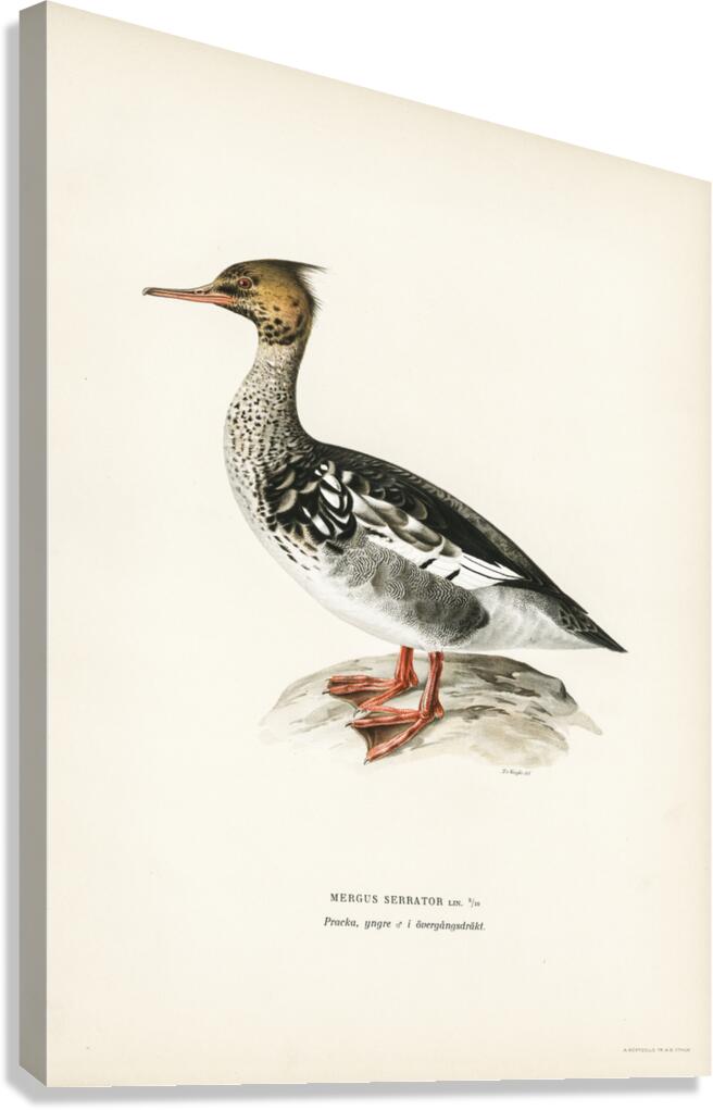 Mergus serrator Canvas Print