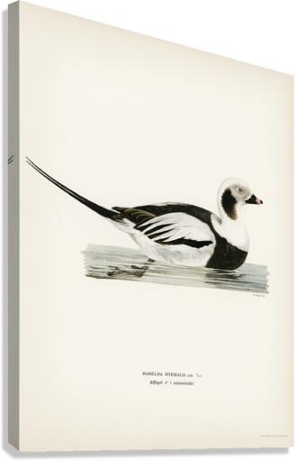 Long-tailed Duck male Harelda hyemalis Canvas Print
