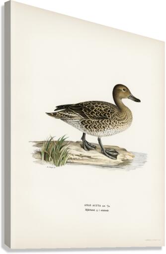Pintail Anas acuta Canvas Print