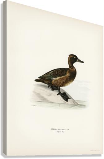 Ferruginous duck female Nyroca fuligule Canvas Print