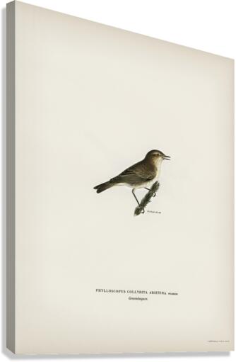 Black Stork Ciconia nigra Canvas Print