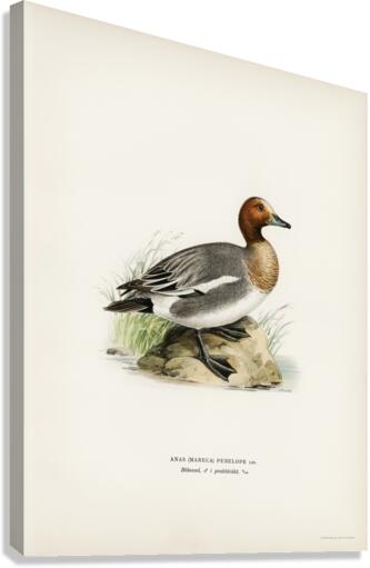 Eurasian wigeon Anasmereca penelope. Canvas Print