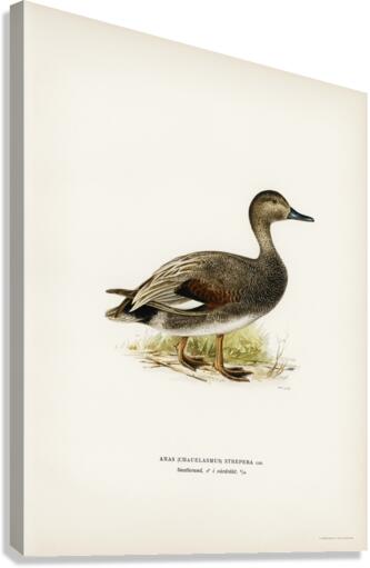 Gadwall Anas Chauelasmus Strepera Canvas Print