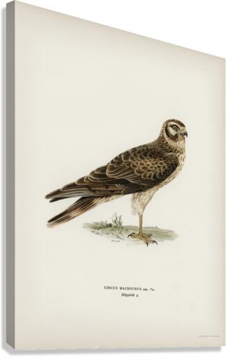 Pale Harrier Pallid Harrier female Circus macrourus Canvas Print