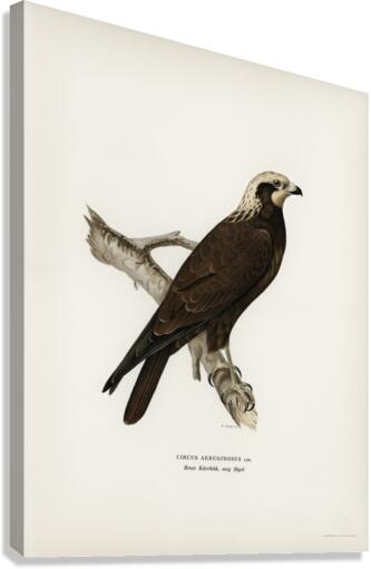 Marsh Harrier Circus aeruginosus Canvas Print