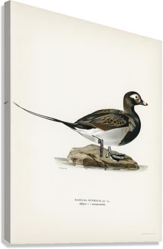 Long-tailed Duck male Harelda hyemalis Canvas Print