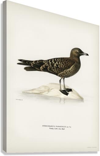 Parasitic jaeger Stercorarius parasiticus Canvas Print