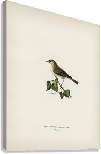Willow Warbler Phylloscopus trochilus Canvas Print