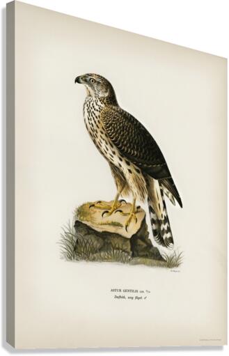 Goshawk Accipiter gentilis Canvas Print