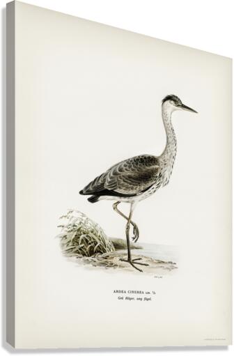Gray heron Ardea cinerea Canvas Print