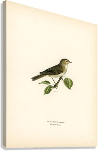 Garden warbler Sylvia borin Canvas Print