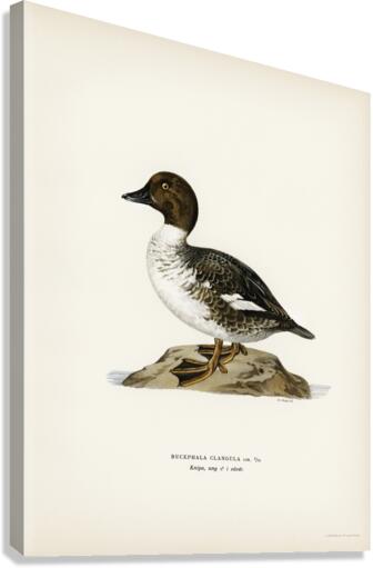 Goldeneye male Bucephala clangula Canvas Print