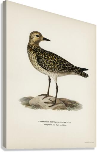 European Golden-Plover charadrius pluvialis apricarius Canvas Print