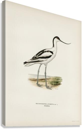 Pied avocet Recurvirostra avosetta Canvas Print