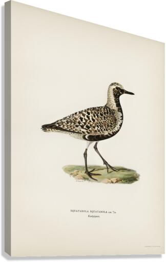 Grey plover Squatarola squatarola Canvas Print