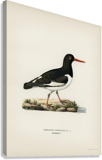 Eurasian oystercatcher ♀ Haematopus ostralegus Canvas Print