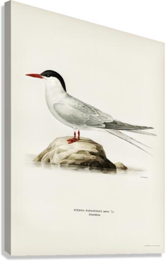 Arctic tern Sterna paradisaea Canvas Print
