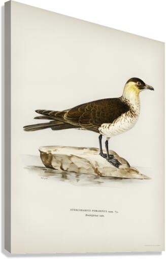 Pomarine jaeger Stercorarius pomarinus Canvas Print