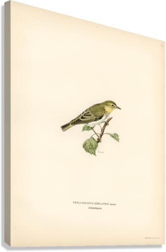 Wood Warbler Phylloscopus sibilatrix Canvas Print