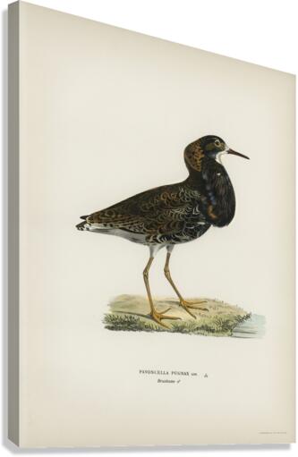 Ruff Pavoncella pugnaxr Canvas Print