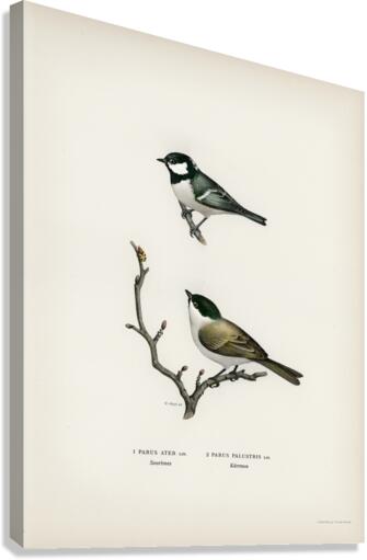 Coal Tit Parus Ater and Marsh Tit Parus Palustris Canvas Print