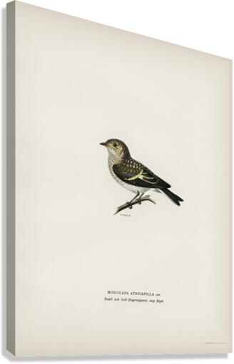 Pied Flycatcher Muscicapa atricapilla Canvas Print