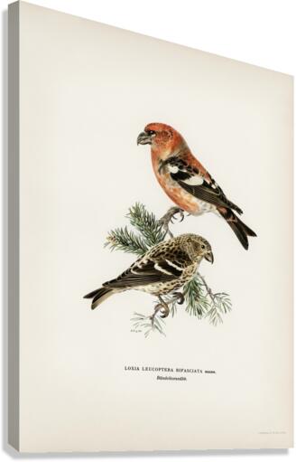 Two-barred crossbill Loxia leucoptera bifasciata Canvas Print