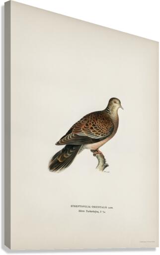 Oriental turtle dove ♀ Streptopelia orientalis Canvas Print