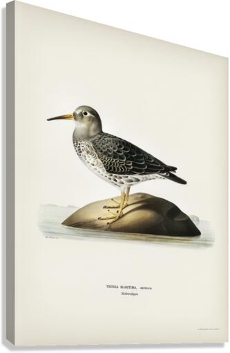 Purple Sandpiper tringa maritima Canvas Print