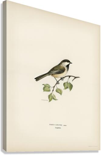 Temminck&39s Stint tringa temminckii Canvas Print