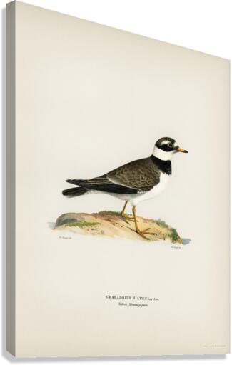 European roller CORACIAS GARRULUS Canvas Print