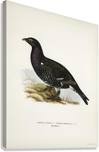 Hybrid between black grouse and western capercaillie Lyrurus tetrix ♂ x Tetrao urogallus ♀ Canvas Print