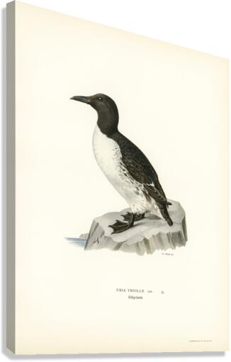 Uria troille Canvas Print